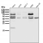 Anti-eIF4A3 Rabbit Monoclonal Antibody